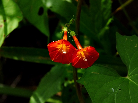 {Ipomoea coccinea}